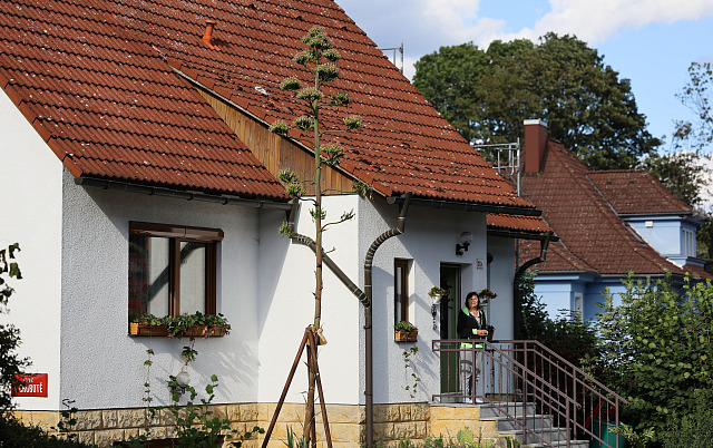 Skoro vyšší, než dům, je agáve, která vykvetla v zahradě ašského pěstitele...