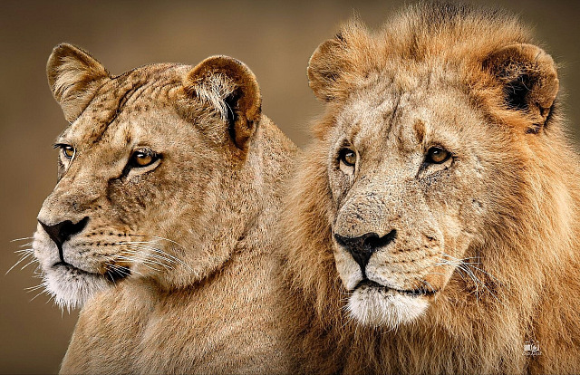 Lvice Kwale a lev Abamboo ve zlínské zoo (červenec 2026)