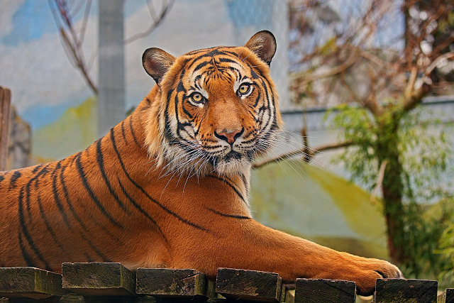 Samec tygra malajského jménem Bulan byl v ústecké zoo od roku 2019. Před pár...