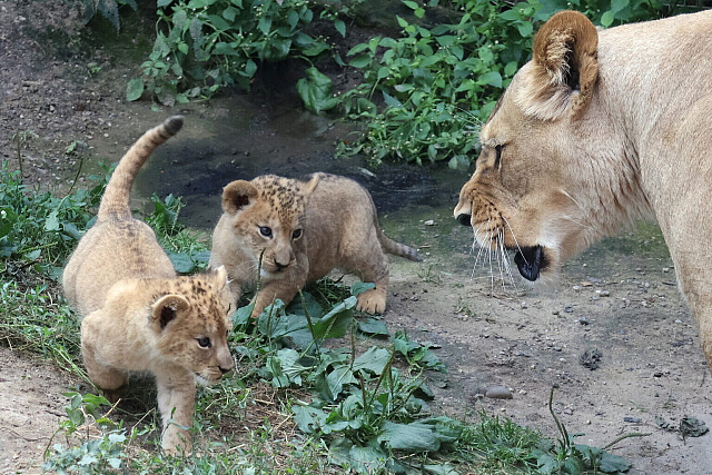 V hodonínské zoo už jsou k vidění nově narozená lvíčata. (červenec 2026)