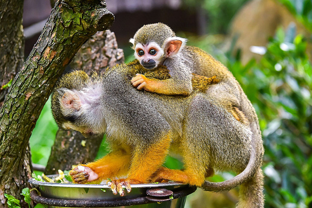 Ve zlínské zoo odchovali dvě mláďata kotulů veverovitých. (srpen 2026)