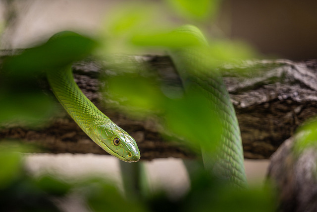 Mamba zelená v Safari Parku Dvůr Králové