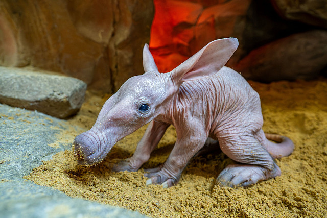 V olomoucké zoologické zahradě se narodilo mládě vzácně chovaného hrabáče...