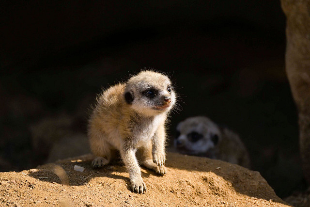 Surikatí trojčata se v jihlavské zoo narodila na konci července, přesto už jsou...