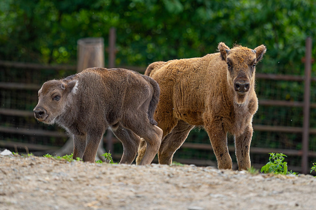 Vítanou podívanou pro návštěvníky nabízí v těchto dnech olomoucká zoo, venku...