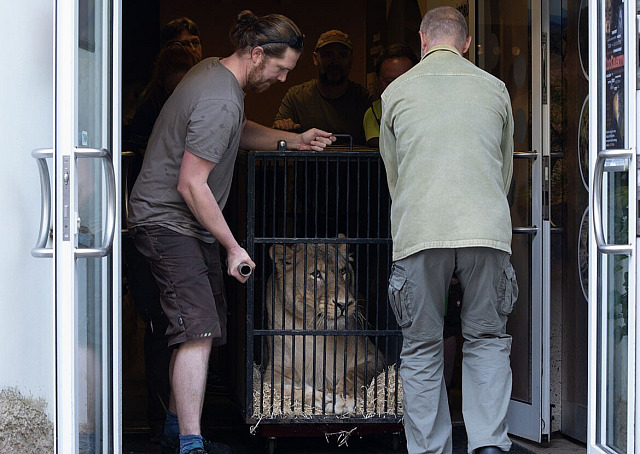 Transport Vémolovy lvice Elsy z liberecké zoo do nizozemského zařízení Felida...