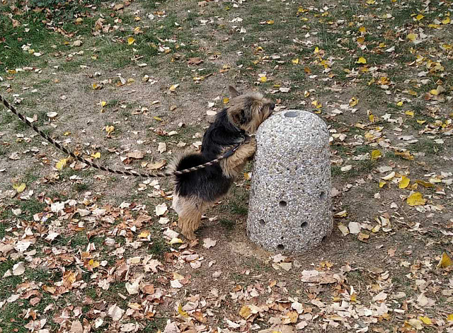 Pisoár pro psi má podobu kamenného či betonového kuželu s několika otvory. Od...