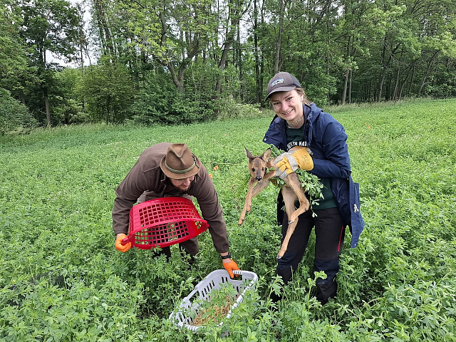 V honitbě hlavnických myslivců zatím během dvou sečí dobrovolníci a myslivci...