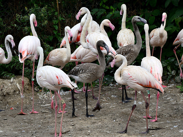 V olomoucké zoo je v hejnu plameňáků k vidění i sedm letošních mláďat. Zatím...