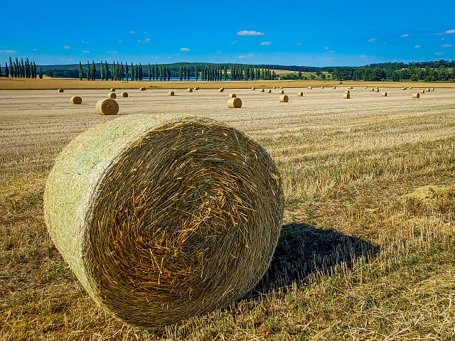 Balíky sena po žních v těchto dnech čekají na polích, až si je farmáři...