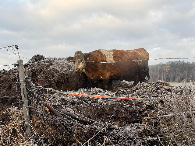 Chovatel držel zvířata v nevhodných podmínkách, hrozí mu vězení.