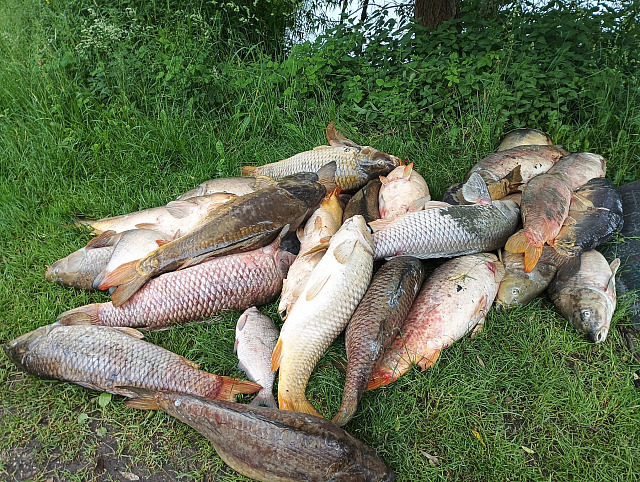 Do sportovního rybníka v Letinech na Plzeňsku vytekly splašky a kvůli tomu...