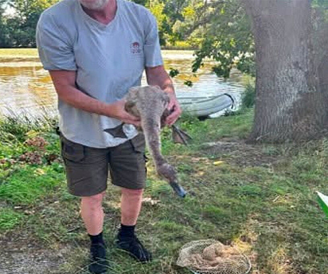 Zraněnou labuť zachránili pracovníci záchranné stanice ze Zoo Hluboká a hasiči.