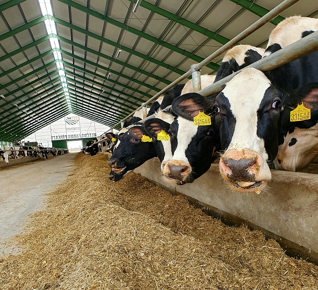 Skot chovaný Zemědělským družstvem Unčovice (duben 2021)