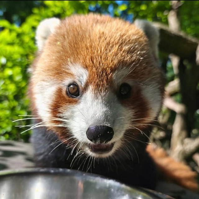 Panda červená, která utekla z brněnské zoo. (25 června 2026)