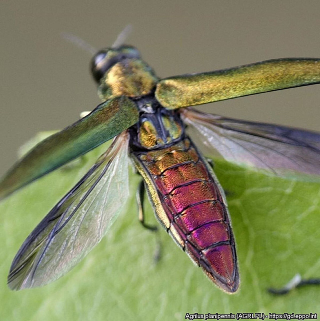 Polník jasanový (Agrilus planipennis)