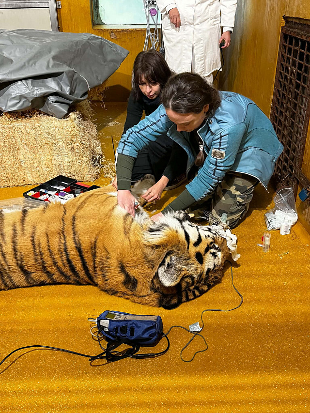 Veterináři ošetřili samci tygra ussurijského z plzeňské zoo dva špičáky. (6....