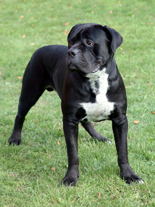 Cane Corso Italiano