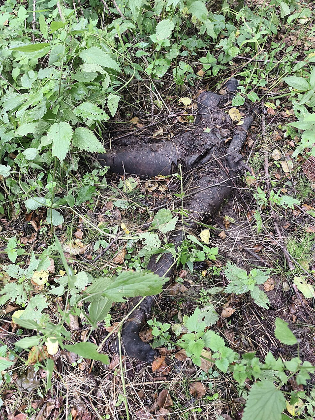 Houbař nedaleko Havlíčkova Brodu našel v lese cosi, co připomínalo torzo...