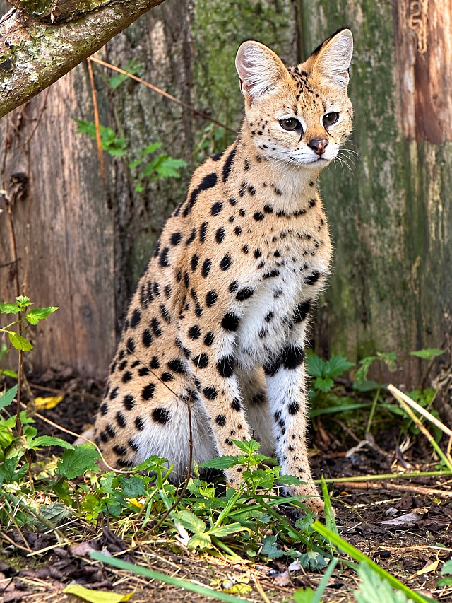 Serval, který zmizel z klece v zookoutku v Vápovicích na Jihlavsku.