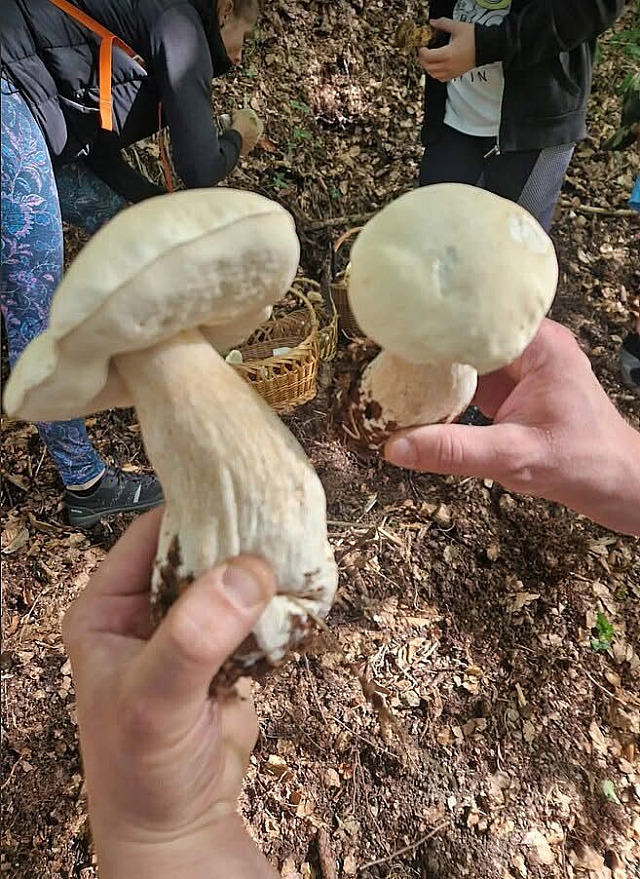 Hřib smrkový albín (září 2026)